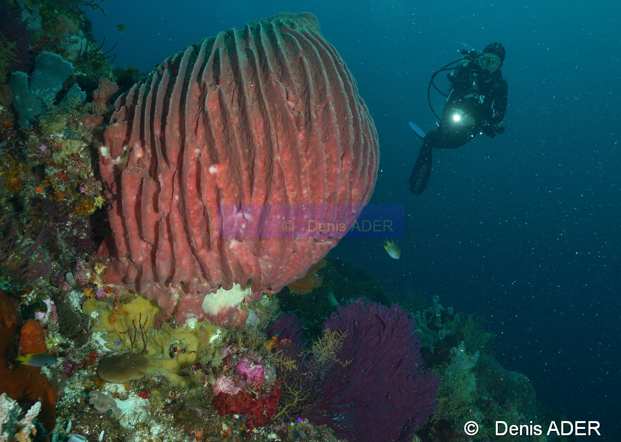 Xestospongia testudinaria Eponge barrique Ambiance Catherine Tomia table coral-17m-20180525-Denis-ADER-DSC_0558_tn.jpg